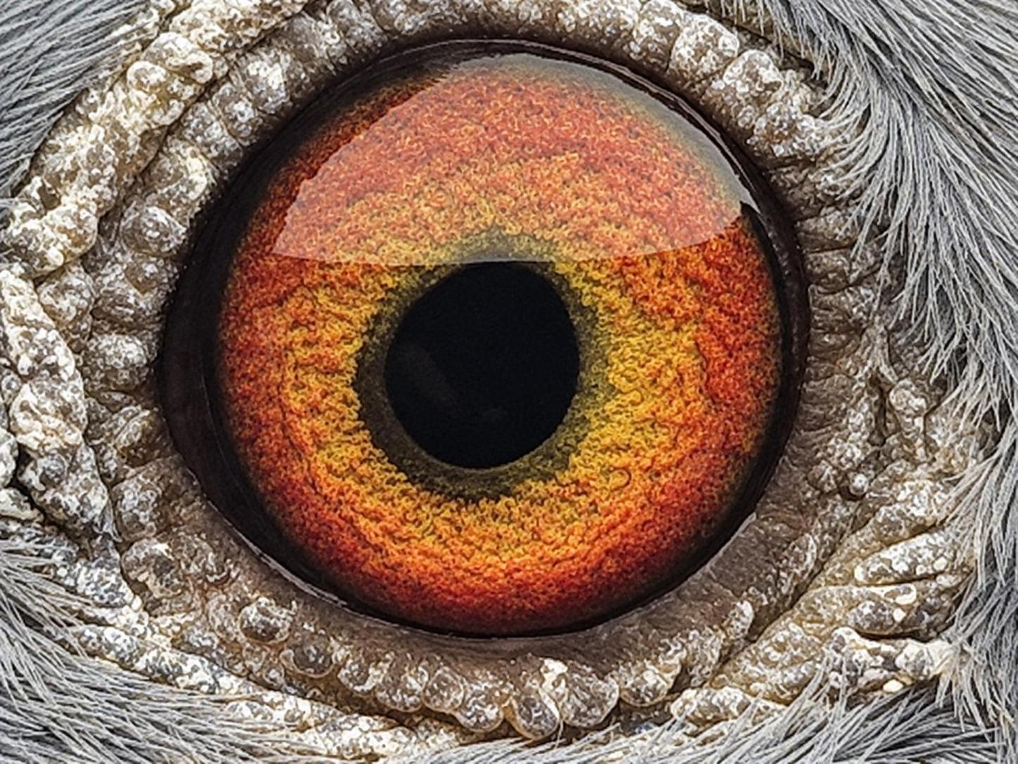 Pigeon eye